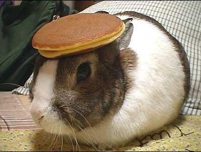 Pancake bunny.jpg